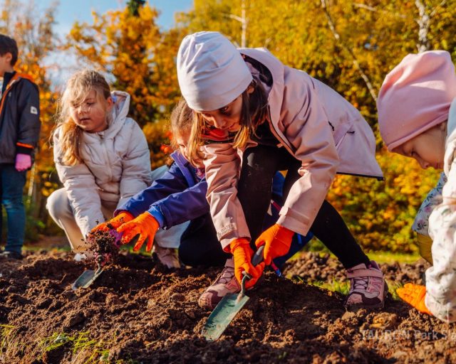 Chorzów rozkwitnie! Dzieci zasadziły żonkile i narcyzy w Parku Śląskim