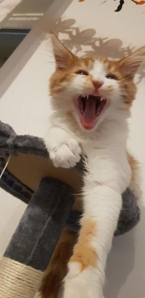 Tofik