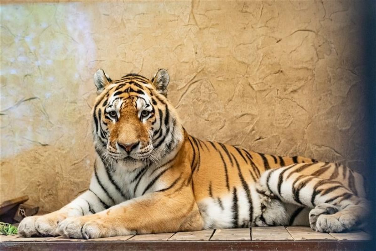 Śląskie ZOO ma nowego mieszkańca! To 13-letni tygrys amurski o imieniu Tiber! - fotoreportaż