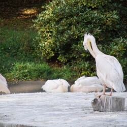 Śląski Ogród Zoologiczny