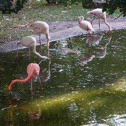 Śląski Ogród Zoologiczny