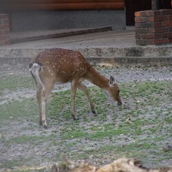 Śląski Ogród Zoologiczny