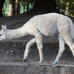 Śląski Ogród Zoologiczny