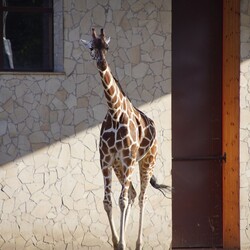 Śląski Ogród Zoologiczny