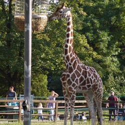 Śląski Ogród Zoologiczny