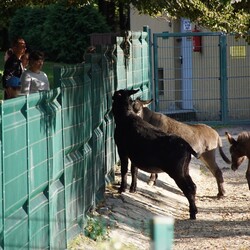 Śląski Ogród Zoologiczny