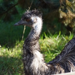 Śląski Ogród Zoologiczny