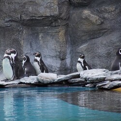 Śląski Ogród Zoologiczny