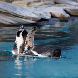 Śląski Ogród Zoologiczny