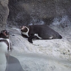 Śląski Ogród Zoologiczny