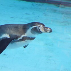 Śląski Ogród Zoologiczny