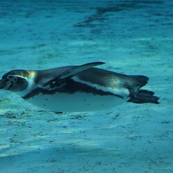 Śląski Ogród Zoologiczny