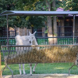 Śląski Ogród Zoologiczny