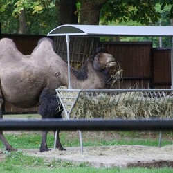 Śląski Ogród Zoologiczny