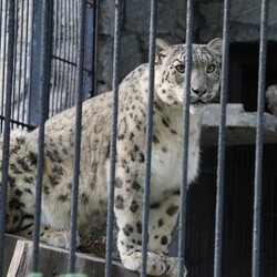 Śląski Ogród Zoologiczny