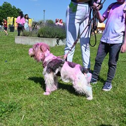 Festiwal Kolorów