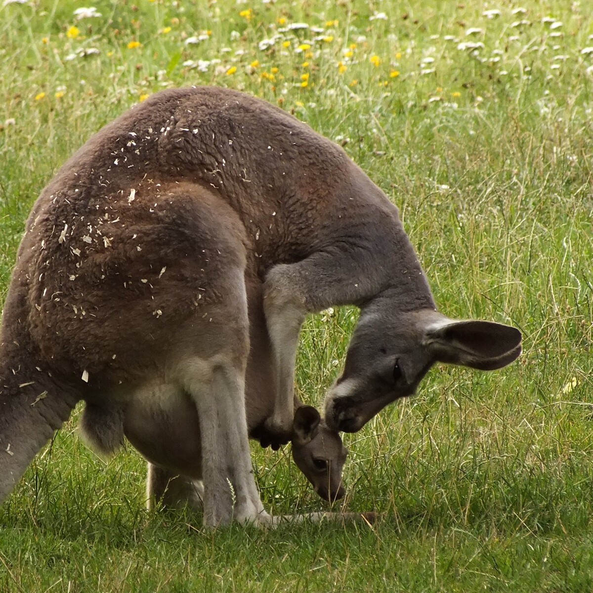W Śląski Ogrodzie Zoologicznym powiększyła się rodzina kangurów. To kolejna odsłona baby boomu, który trwa w chorzowskim zoo.