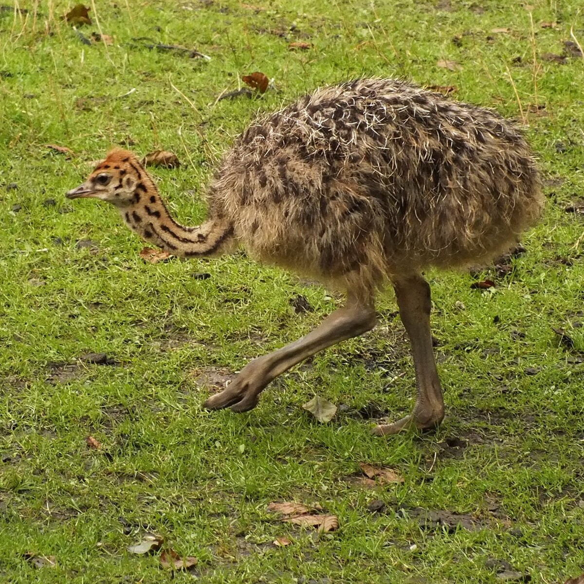 W Śląski Ogrodzie Zoologicznym powiększyła się rodzina kangurów. To kolejna odsłona baby boomu, który trwa w chorzowskim zoo.