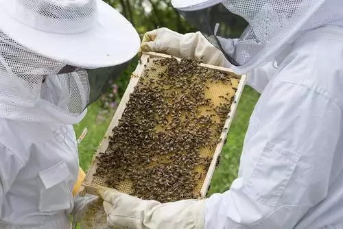 Chorzów wspiera lokalnych pszczelarzy