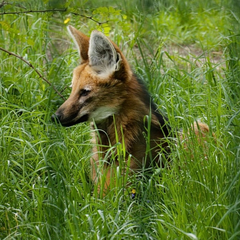 Chorzów wybrał imię dla pampasowca! Śląski Ogród Zoologiczny ogłosił wyniki