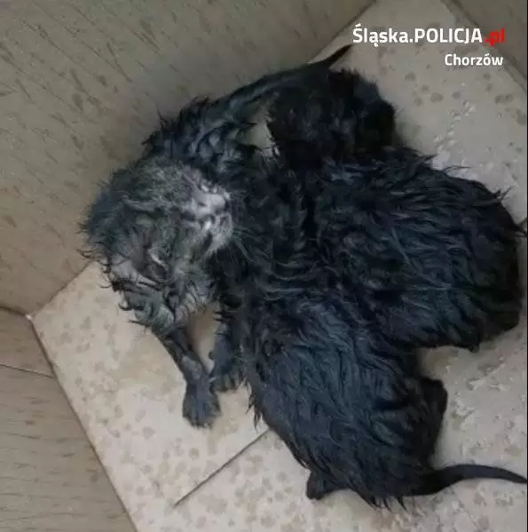 Chorzowscy policjanci uratowali trzy małe kotki