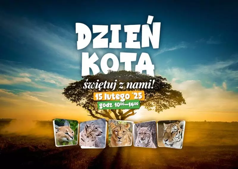 Dzień Kota w Śląskim ZOO – odkryj fascynujący świat małych i dużych drapieżników