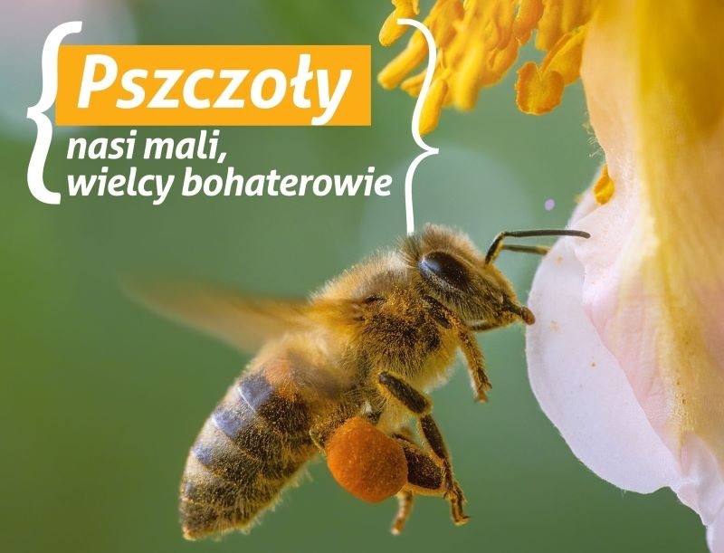 Dzień Pszczoły w chorzowskim zoo – atrakcje, warsztaty i ciekawostki już 24 maja!