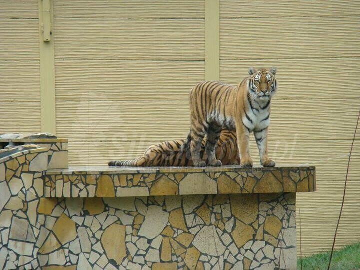Dzień Zwierząt w ZOO