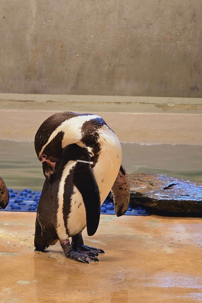 Nowe pingwiny w Śląskim Zoo / fot. D. Błażejowski