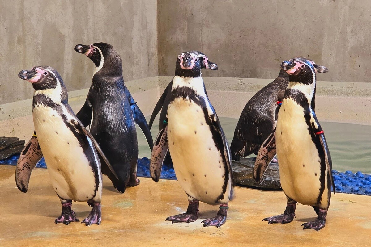 Nowe pingwiny w Śląskim Zoo / fot. D. Błażejowski