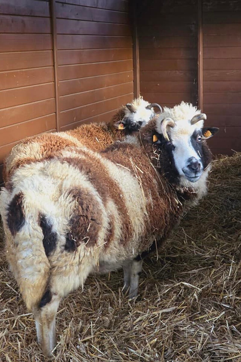 Bożonarodzeniowa szopka w Śląskim ZOO / fot. D. Błażejowski
