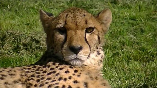 Gepard