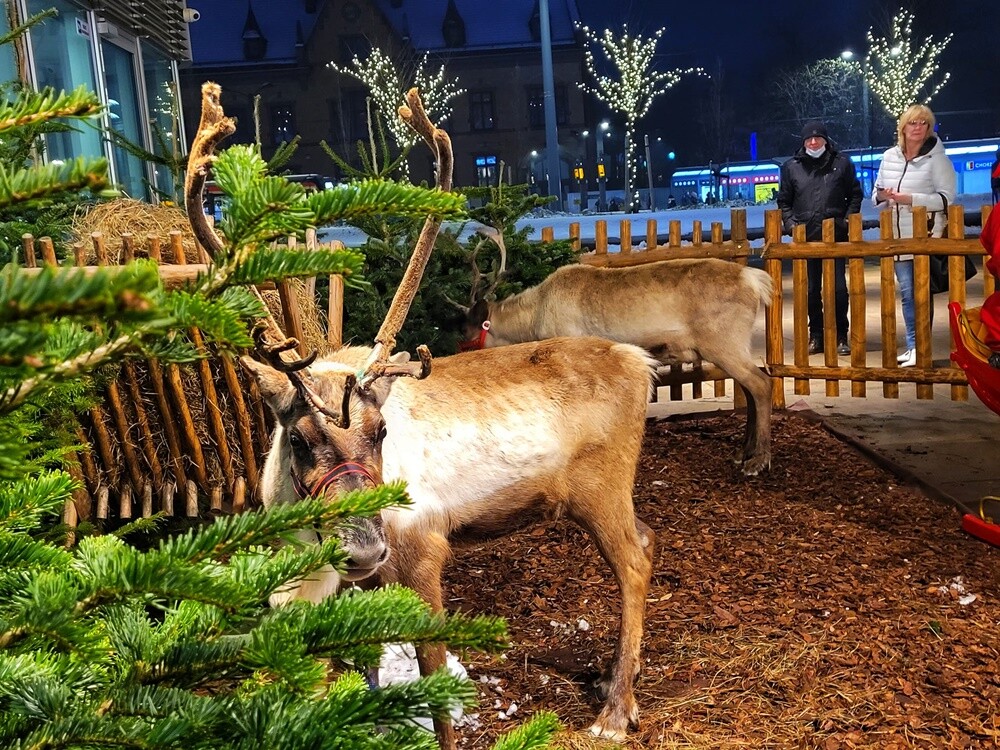 Wystartował Chorzowski Jarmark Bożonarodzeniowy! Na odwiedzających czeka wiele atrakcji: stoiska z ozdobami i upominkami świątecznymi, smaczne jedzenie i gorące napoje.