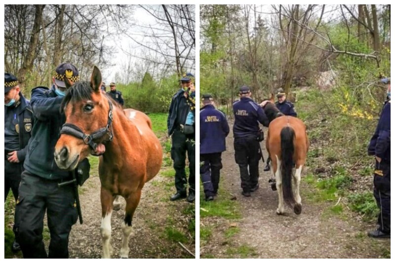 Koń-uciekinier złapany przez chorzowską Straż Miejską