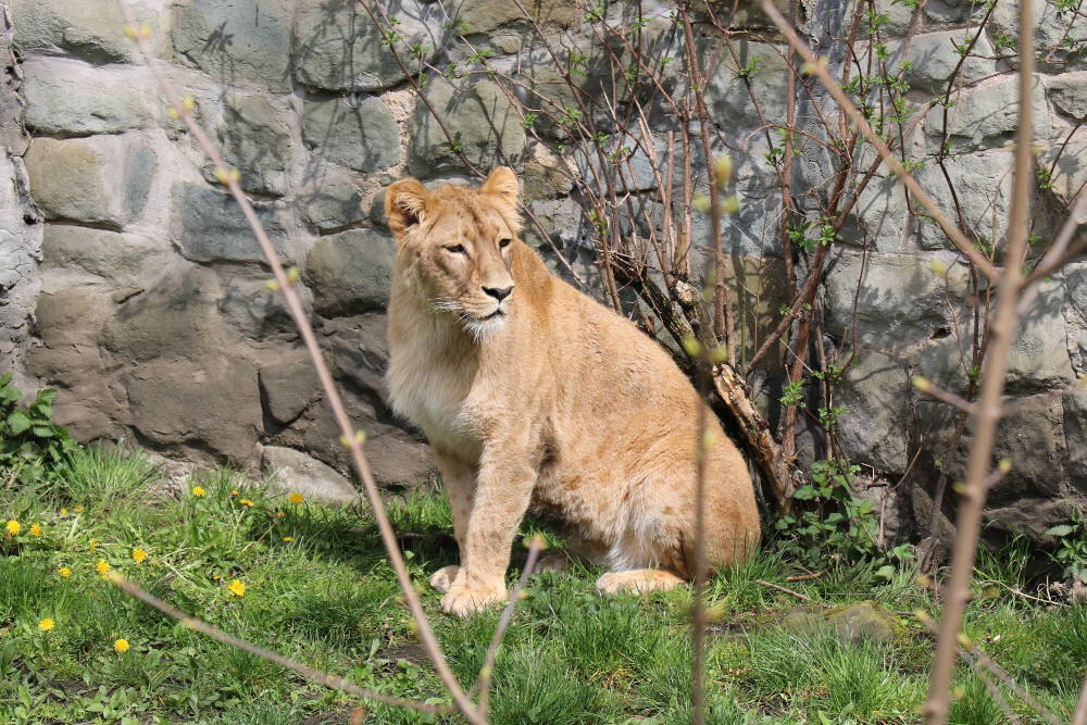 Lwica Anoona/fot. Śląski Ogród Zoologiczny [FB]