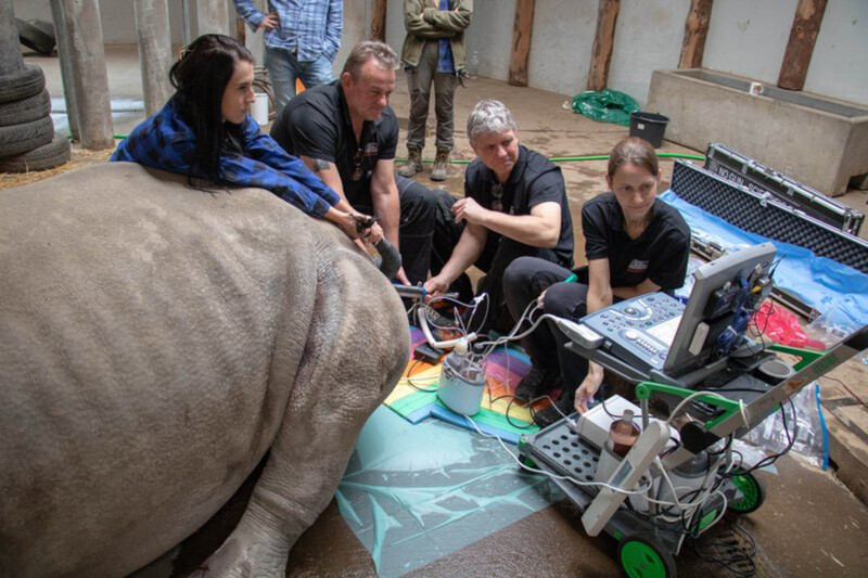 Nadzieja dla nosorożca białego. ZOO pomaga w odtworzeniu prawie wymarłego gatunku
