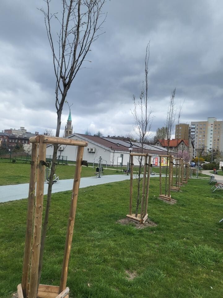 Chorzów się zazielenia! Wiosenne nasadzenia trwają! [ZDJĘCIA] / fot. UM Chorzów FB