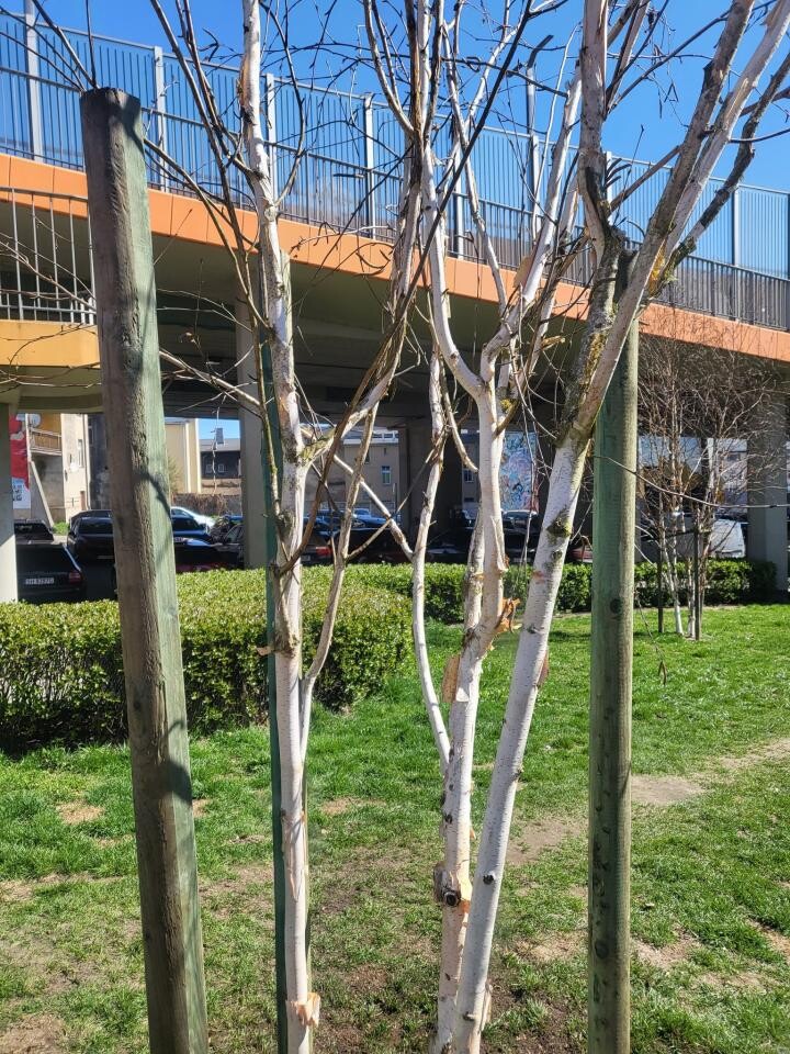 Chorzów się zazielenia! Wiosenne nasadzenia trwają! [ZDJĘCIA] / fot. UM Chorzów FB