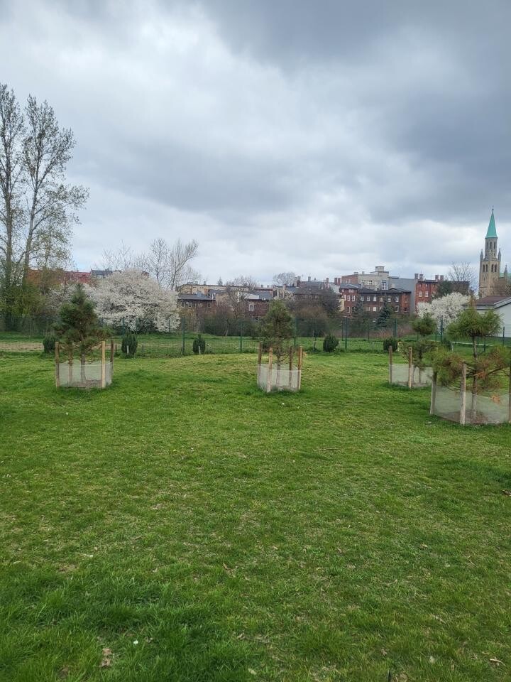 Chorzów się zazielenia! Wiosenne nasadzenia trwają! [ZDJĘCIA] / fot. UM Chorzów FB