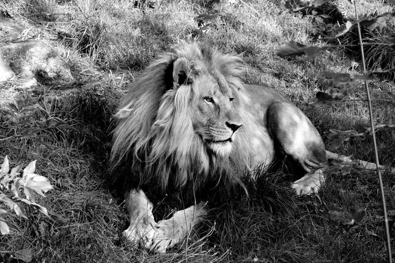 Nie żyje jeden z najbardziej rozpoznawalnych mieszkańców chorzowskiego ZOO