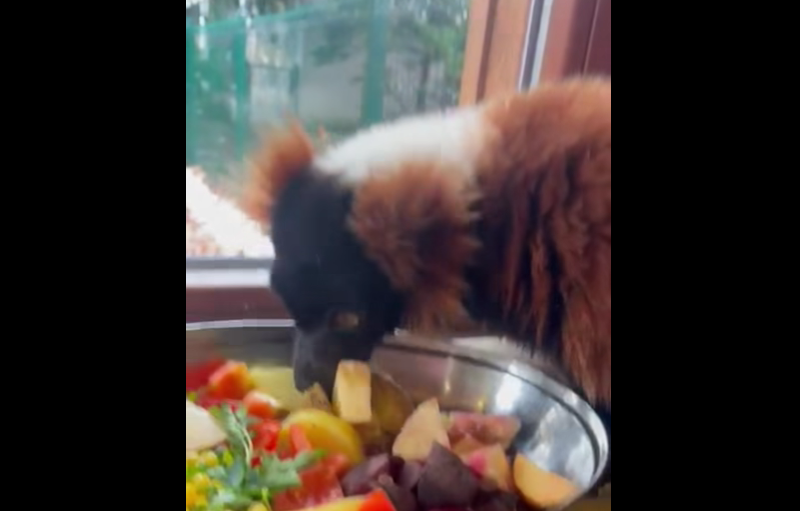 Nowa mieszkanka Śląskiego ZOO! Kintana – lemur wari czerwony już w Chorzowie