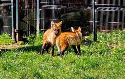 Nowy dom dla Goyany i Guri. Pampasowce ze Śląskiego Zoo wyruszyły do Czech