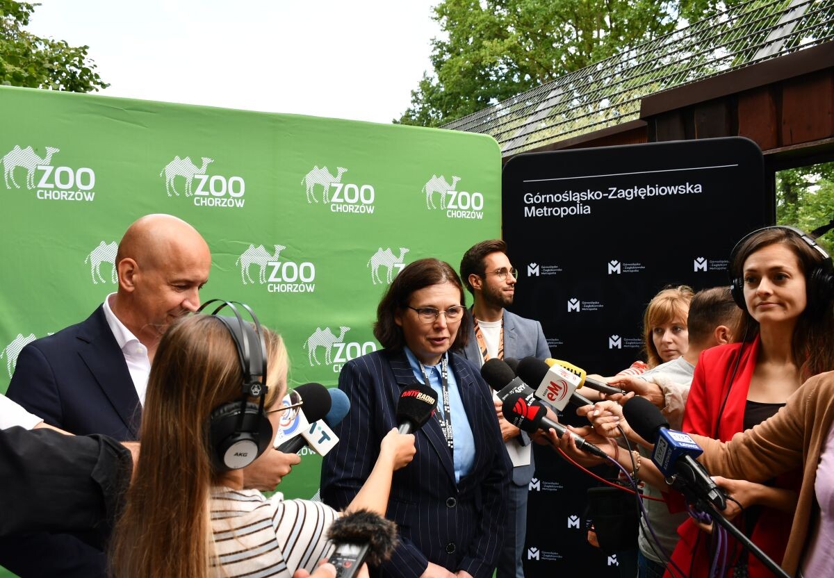 W Śląskim Ogrodzie Zoologicznym zamieszkał tygrys amurski! / fot. GZM, Dominik Chrobaczek