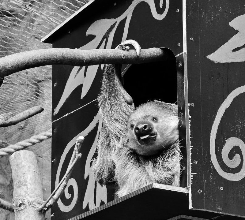 Odeszła 34-letnia samica leniwca. Przybyła do śląskiego ZOO w lutym tego roku