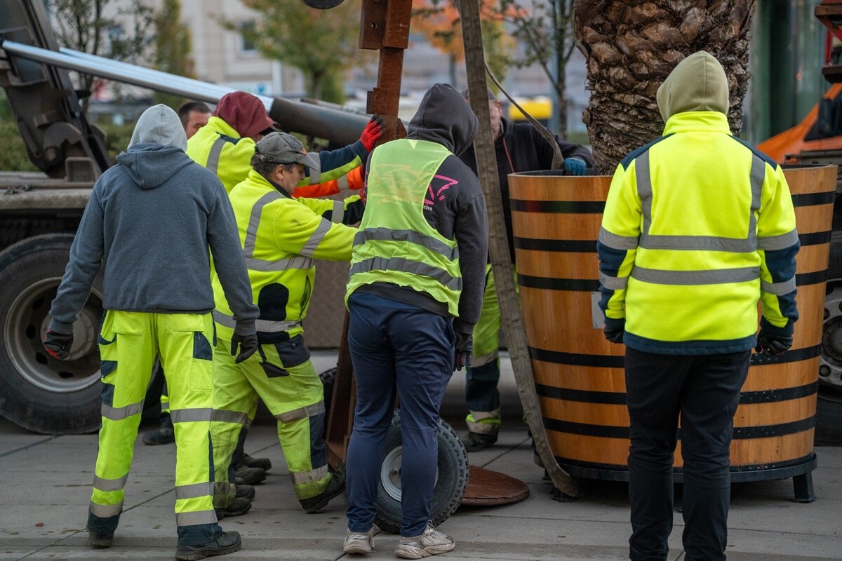 Sezon na palmy na Rynku zakończony. Muszą przezimować w ciepłym miejscu. / fot. UM Chorzów