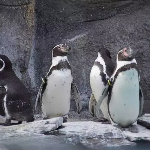 Pingwiny z chorzowskiego ZOO po zimowej przerwie wróci&#322;y na zewn&#281;trzny wybieg