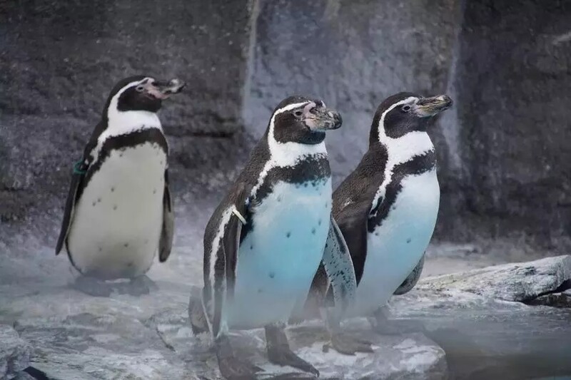 Pingwiny z chorzowskiego ZOO przeniosły się do ogrzewanych pomieszczeń wewnętrznych