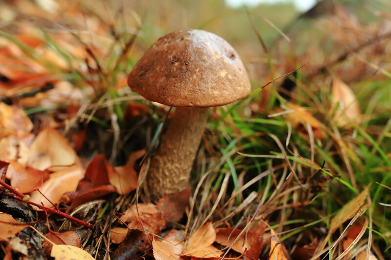 Początek kalendarzowej jesieni 23 września. Co warto wiedzieć o tej porze roku?