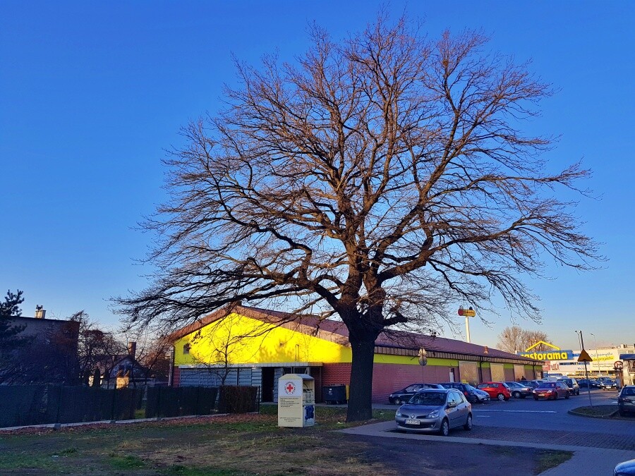 Wyróżnia się dużymi walorami przyrodniczymi oraz rozłożystą i równomierną koroną o rozpiętości 20 m, a jego obwód ma 315 cm. To dąb szypułkowy (Quercus robur), który rośnie przy ul. Długiej i będzie drugim pomnikiem przyrody w Chorzowie.