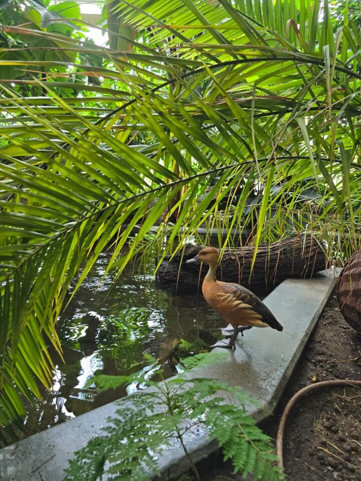 Mieszkańcy wsparli Śląski Ogród Zoologiczny. Rośliny trafiły do zoo! / fot. Śląski Ogród Zoologiczny